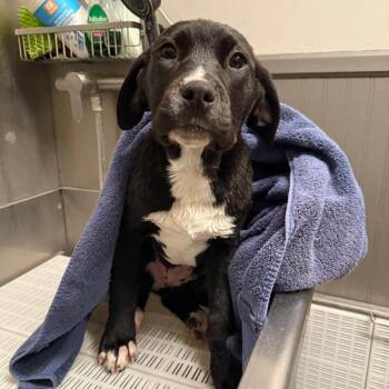 Pit Bull Terrier Dogs Available for Adoption - Violet | PetCurious