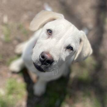 Labrador Retriever Dogs Available for Adoption in Fayetteville, Georgia - Lemon | PetCurious