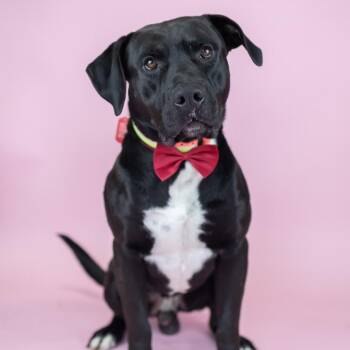 Pit Bull Terrier Dogs Available for Adoption - Valentine | PetCurious