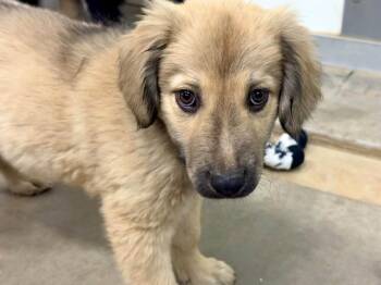 Waffle -  Anatolian Shepherd and Golden Retriever Dog for Adoption in Phoenix, Arizona - Waffle | PetCurious