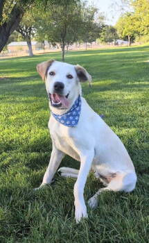 Rescue Labrador Retriever Dogs for Adoption in Salt Lake City, Utah - Ranger Ripley | PetCurious