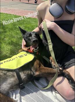 German Shepherd Dog and Belgian Shepherd Malinois Dogs Available for Adoption in Duxbury, Massachusetts - Rosie | PetCurious