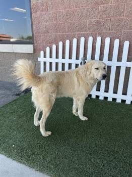 HOGAN -  Great Pyrenees Dog for Adoption in Modesto, California - HOGAN | PetCurious