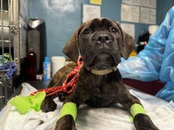 Halo -  Mastiff and Mixed Breed Dog for Adoption in Hobart, Indiana - Halo | PetCurious