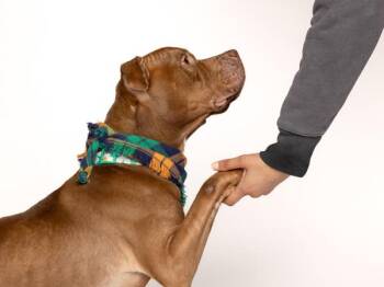 American Bulldog and Mixed Breed Dogs Available for Adoption - Travvy | PetCurious