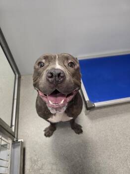 Dudley -  Pit Bull Terrier Dog for Adoption in Wellington, Kansas - Dudley | PetCurious