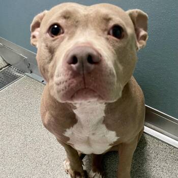 Illyria -  Pit Bull Terrier and Mixed Breed Dog for Adoption in Matteson, Illinois - Illyria | PetCurious