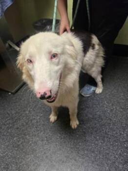 Australian Shepherd and Mixed Breed Dogs Available for Adoption in Roseville, California - Polo | PetCurious