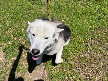 Siberian Husky Dogs Available for Adoption in Rowlett, Texas - SANTANA | PetCurious