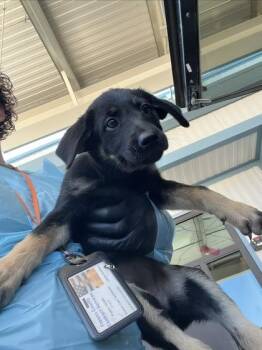 Eureka! -  Flat Coated Retriever and German Shepherd Dog Dog for Adoption in Fresno, California - Eureka! | PetCurious