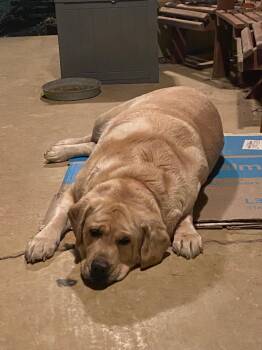 MAURICE and MARTY -  Yellow Labrador Retriever and Border Collie Dog for Adoption in Chicopee, Massachusetts - MAURICE And MARTY | PetCurious