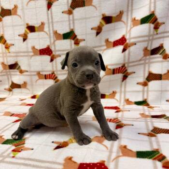 Ginger -  Pit Bull Terrier and Mixed Breed Dog for Adoption in Allentown, Pennsylvania - Ginger | PetCurious