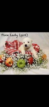 Anatolian Shepherd and Great Pyrenees Dogs Available for Adoption in Quinlan, Texas - Pink Lady HTX | PetCurious