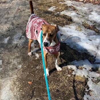 Timmie -  Plott Hound and Mixed Breed Dog Available for Adoption in Phoenix, Maryland - Timmie | PetCurious