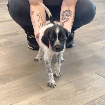 Leia -  Australian Cattle Dog Blue Heeler and Terrier Dog for Adoption in Nevada, Missouri - Leia | PetCurious
