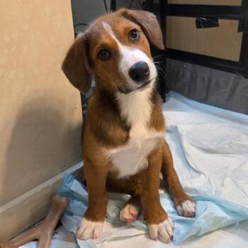 NY Jarod Avail Aug 26 (MTK Hotel Mount Kisco) -  Mixed Breed Dog for Adoption in Eastford, Connecticut - NY Jarod Avail Aug 26 (MTK Hotel Mount Kisco) | PetCurious