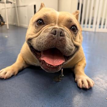 Tootsie -  French Bulldog and Pit Bull Terrier Dog for Adoption in Los Angeles, California - Tootsie | PetCurious