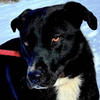 Rescue Labrador Retriever Dogs for Adoption in New York, New York - INKY "In NY: Foster Or Forever Home Needed!" | PetCurious