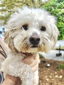 Rescue Maltipoo Dogs for Adoption in Ladson, South Carolina - Bambi | PetCurious