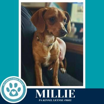 Dachshund Dogs Available for Adoption in Kimberton, Pennsylvania - Millie 042526 | PetCurious