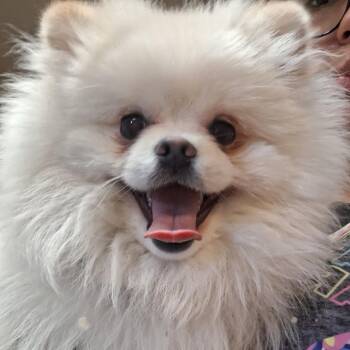 Montie -  Pomeranian Dog for Adoption in Flagstaff, Arizona - Montie | PetCurious