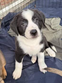 Roo -  Labrador Retriever and Border Collie Dog for Adoption in Roxbury Township, New Jersey - Roo | PetCurious