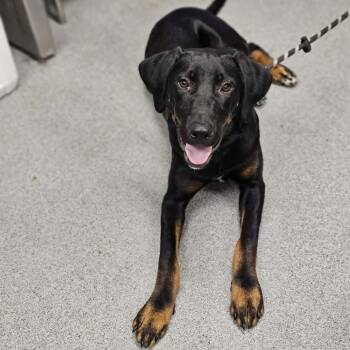 Romeo -  Hound and Mixed Breed Dog for Adoption in Martinsville, Virginia - Romeo | PetCurious