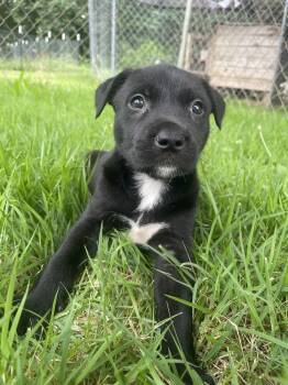 Venus -  Golden Retriever and German Shepherd Dog Dog for Adoption in Newnan, Georgia - Venus | PetCurious