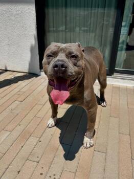 Rescue Pit Bull Terrier Dogs for Adoption in Simi Valley, California - Yogi | PetCurious