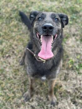 Belgian Shepherd Malinois Dogs Available for Adoption - Kahuna | PetCurious