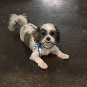 Milo -  Shih Tzu Dog for Adoption in Ennis, Texas - Milo | PetCurious