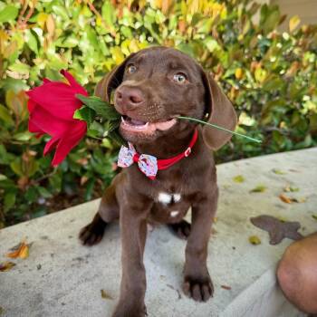 Labrador Retriever Dogs Available for Adoption - Ilya (Heated Rivalry Litter) | PetCurious