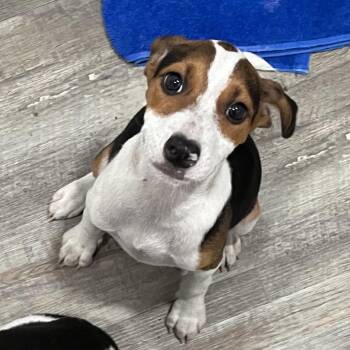 Paige -  Hound and Beagle Dog for Adoption in Richmond Hill, Georgia - Paige | PetCurious