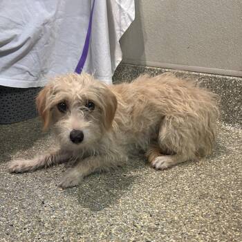 Guerita -  Terrier Dog for Adoption in San Gabriel, California - Guerita | PetCurious