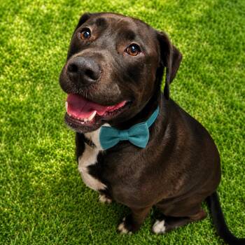 Black Labrador Retriever and Mixed Breed Dogs Available for Adoption in Binghamton, New York - Maxwell Smart | PetCurious