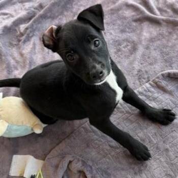 Maui -  Mixed Breed Dog for Adoption in Bentonville, Arkansas - Maui | PetCurious