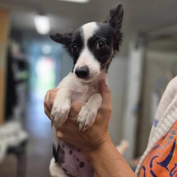Lynx -  Chihuahua Dog for Adoption in Wahiawa, Hawaii - Lynx | PetCurious