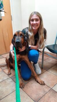 Rescue Bloodhound Dogs for Adoption - Roscoe | PetCurious