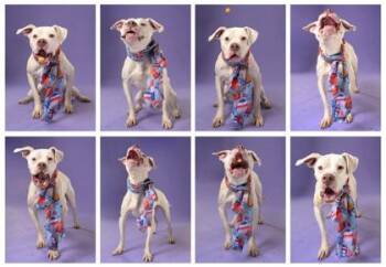 Skadi -  American Bulldog and Mixed Breed Dog for Adoption in Atlanta, Georgia - Skadi | PetCurious