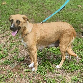 Marci -  Mixed Breed Dog for Adoption in Dekalb, Illinois - Marci | PetCurious