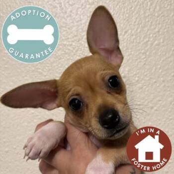 Aurora -  Mixed Breed Dog for Adoption in Janesville, Wisconsin - Aurora | PetCurious