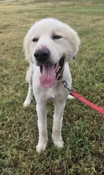 Ernie -  Great Pyrenees Dog for Adoption in Larned, Kansas - Ernie | PetCurious