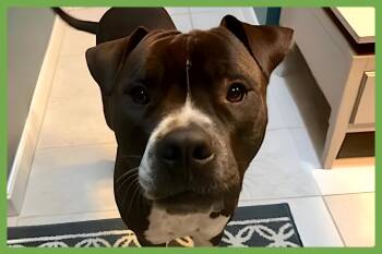 Spade -  Boxer and Pit Bull Terrier Dog for Adoption in Amherst, Massachusetts - Spade | PetCurious