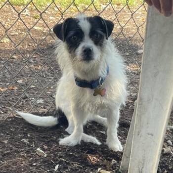 Gigi -  Terrier and Mixed Breed Dog for Adoption in Spokane, Washington - Gigi | PetCurious