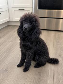 Emma -  Poodle Dog for Adoption in Windy Hills, Kentucky - Emma | PetCurious