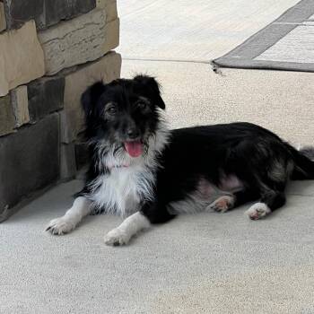 Flower -  Terrier Dog for Adoption in Hughesville, Maryland - Flower | PetCurious
