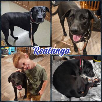 Rescue Black Labrador Retriever Dogs for Adoption in Blacksburg, South Carolina - Ringo | PetCurious