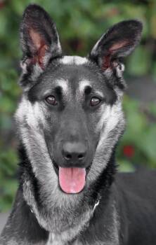 Glenda von Glinde -  German Shepherd Dog Dog for Adoption in Los Angeles, California - Glenda Von Glinde | PetCurious