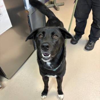 Ducky -  Retriever Dog for Adoption in Newark, New Jersey - Ducky | PetCurious