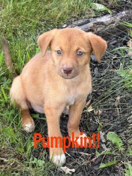 Pumpkin -  Labrador Retriever Dog for Adoption in Jefferson, New Jersey - Pumpkin | PetCurious